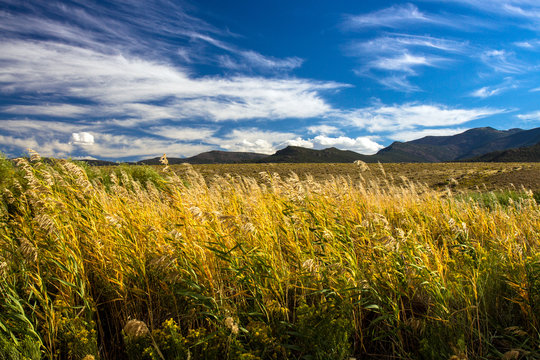 Evening light on marsh grasses in autumn with distant mountains and a gorgeous sky in Browns Park National Wildlife Refuge in northwestern Colorado