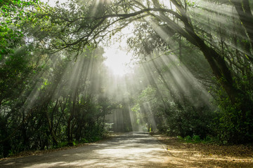 sun shining beams through trees on road in foggy forest