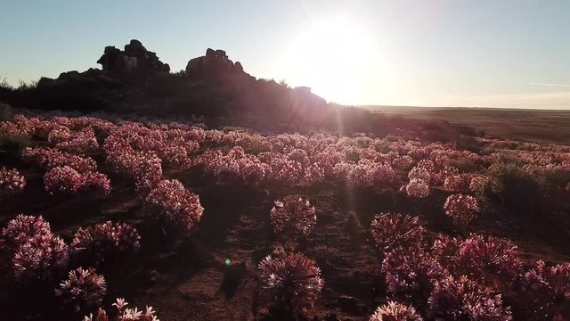 Aerial views over the town of Nieuwoudtville in the Northern Cape of South Africa with blossoming March flowers and the stunning landscape of the plato