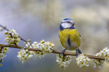 Blue tit in blossom