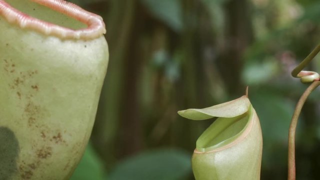 Tropical Pitcher Plant (Nepenthes sp.). Insects fall off the slippery lip and are digested in the fluid within the pitcher.