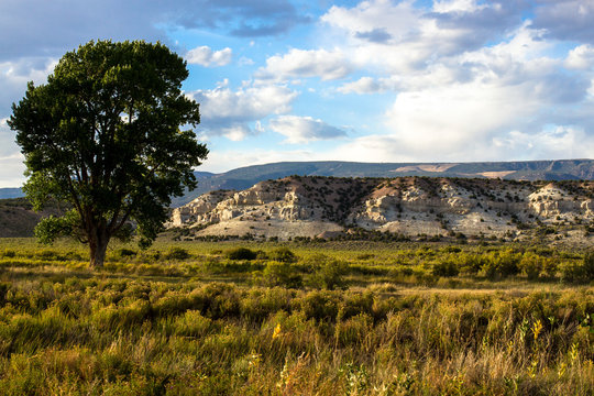 Gorgeous cliffs, fields of autumn grasses, and a large cottonwood tree in evening light at Browns Park National Wildlife Refuge in northwestern Colorado
