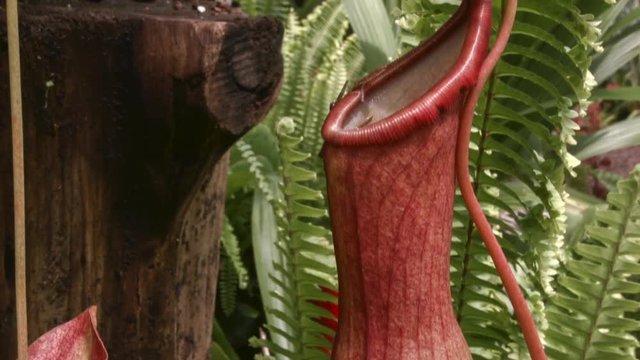 Tropical Pitcher Plant (Nepenthes sp.). Insects fall off the slippery lip and are digested in the fluid within the pitcher.
