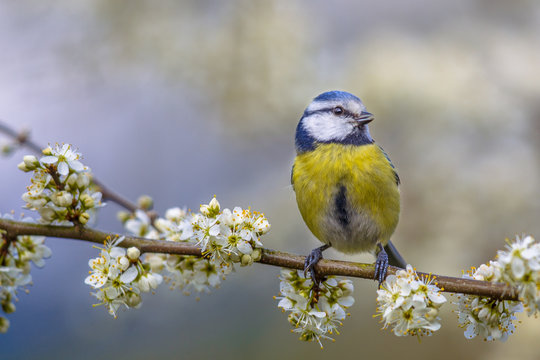 Blue tit in blossom
