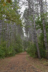Covered path between tall pine trees