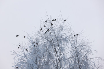 flock of birds on a cold day