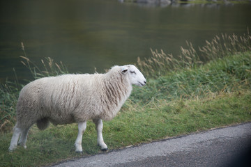 ノルウェイのヒツジ