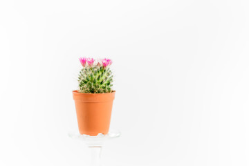 Cactus flower in Glass bottles with pink flowers on white background