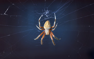 Brown spider
