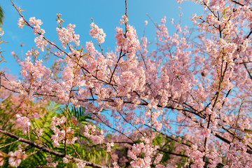 Sakura Tree branch in Chiang Mai, Thailand. 