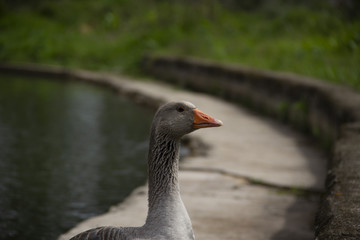 Duck in the Park