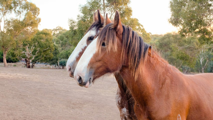 Clydesdale horses portrait, head shot profile