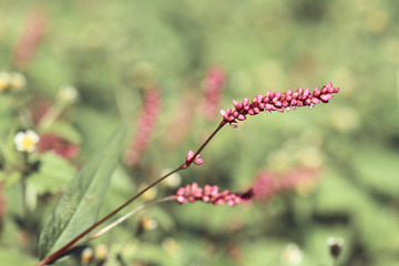 wild pink little flowers in sunlight of autumn