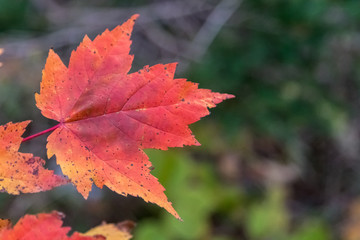 Autumn maple leaf