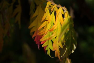 leaves multicolored