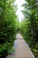 Fototapeta na wymiar A walk in the woods. Hiking in the Charlevoix region in Quebec, Canada. 