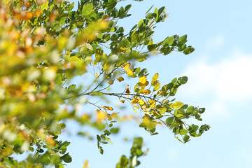 green and yellow leaves under blue sky