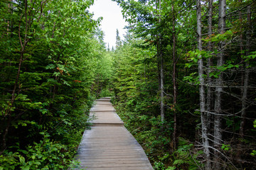 A walk in the woods. Hiking in the Charlevoix region in Quebec, Canada. 