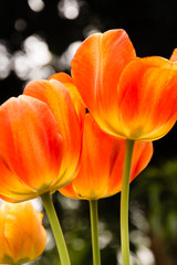 orange and yellow tulips in the garden