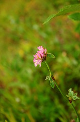 Single flower of clover, macro, blurred