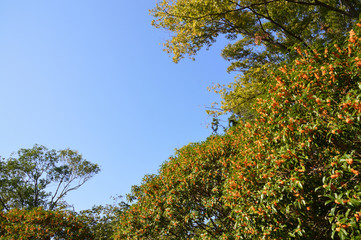 秋の青空を背景にした満開のキンモクセイ