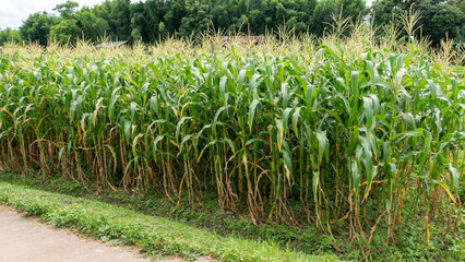 Fototapeta na wymiar Close up of a corn field in Thailand.