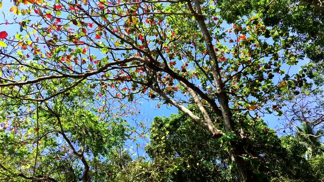 Looking up on trees with clear skies