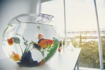 Aquarium goldfish placed on the table as a hobby.