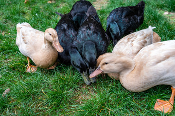 Black domestic ducks and buff colored domestic ducks feeding on a green lawn
