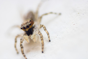 macro spider 2