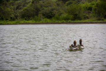 Duck in Water