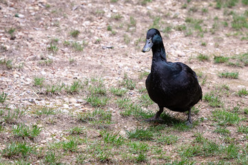 Black domestic ducks walking across a patchy grass and dirt lawn
