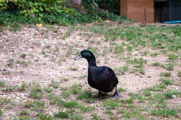 Black domestic ducks walking across a patchy lawn, with a duck coop in the background
