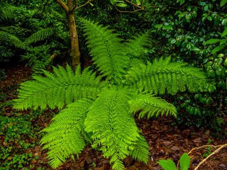 Green fern leaves in a close up shot