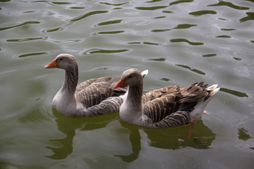 two ducks on a pond
