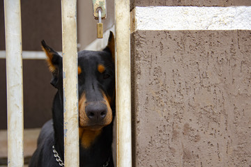 Locked Gate for Doberman