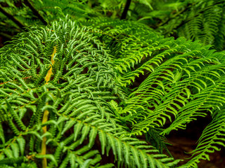 Green fern leaves in a close up shot