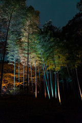 forest at night