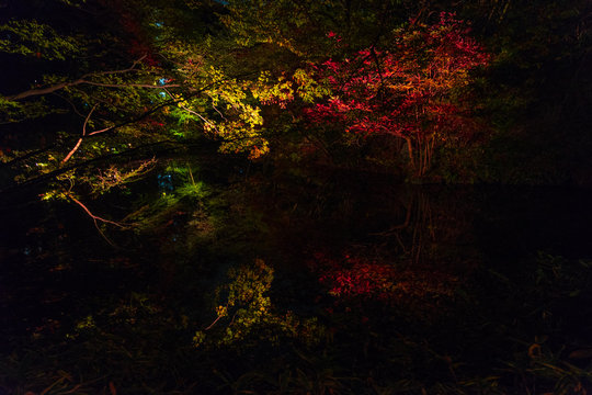 forest in the night