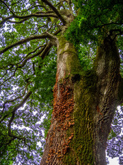 Amazing vegetation in a jungle forest