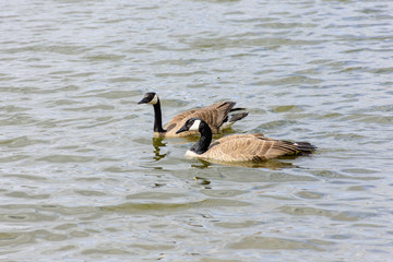 canada geese swiming on lake