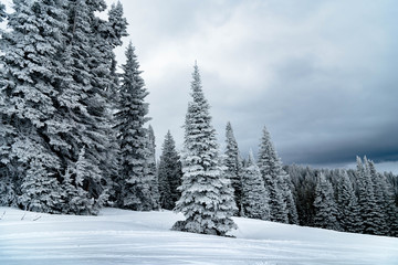 winter landscape with trees and snow