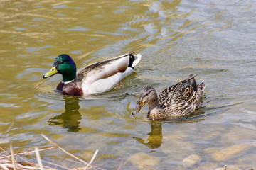 mallard ducks swimming in pond