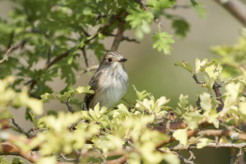 Spotted flycatcher (Muscicapa striata)