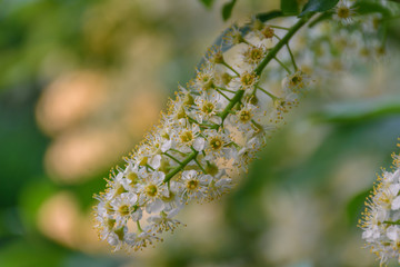 chokecherry tree in bloom