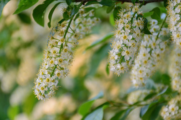 chokecherry in bloom