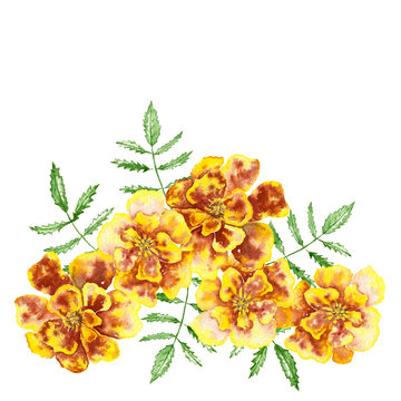 Marigolds (Tagetes Erecta, Mexican Marigold, Aztec Marigold, African Marigold), Flower Arrangement. Watercolor Yellow Flowers On The White Background.