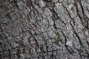 Corteza de árbol en diagonal