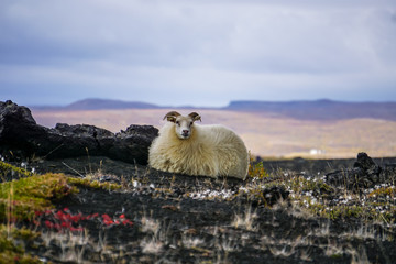 Lonely sheep on iceland