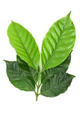 Coffee leaves on white background.